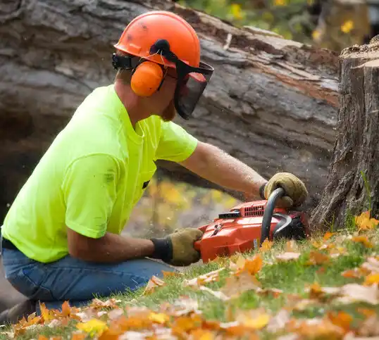 tree services Sulphur